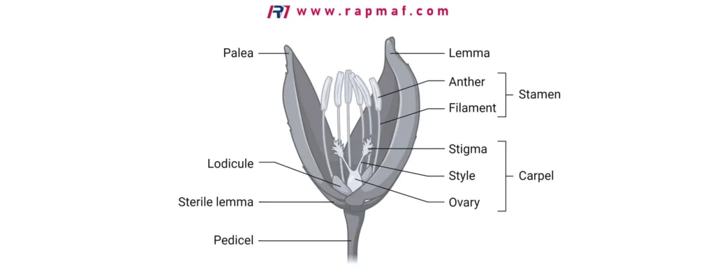 A scientific diagram of a flower's anatomy (a grass floret), with key parts like the stamen, carpel, lemma, and palea labeled. The term 'filament' is identified as the biological structure supporting the anther.