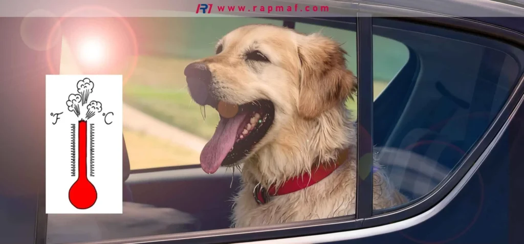 A Rapmaf composite image using a panting dog in a hot car as a powerful analogy for the effects of heat on PET bottles. A thermometer graphic showing high temperatures reinforces the point that heat can cause chemicals like antimony to leach from Polyethylene Terephthalate plastic.